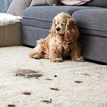 Funny dog and its dirty trails on carpet | Rockwall Floor and Paint